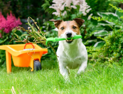 Pet-Safe Gardening: Avoiding Toxic Plants and Chemicals