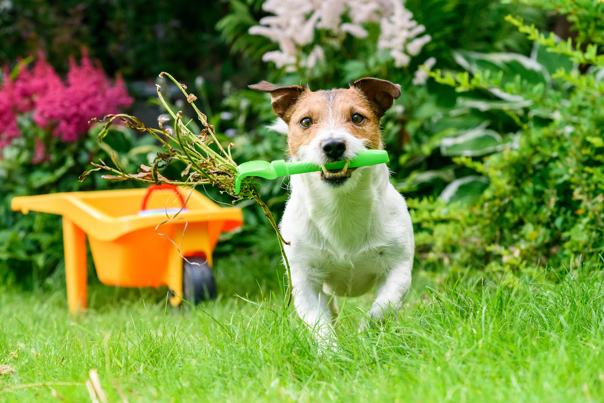 pet safe gardening