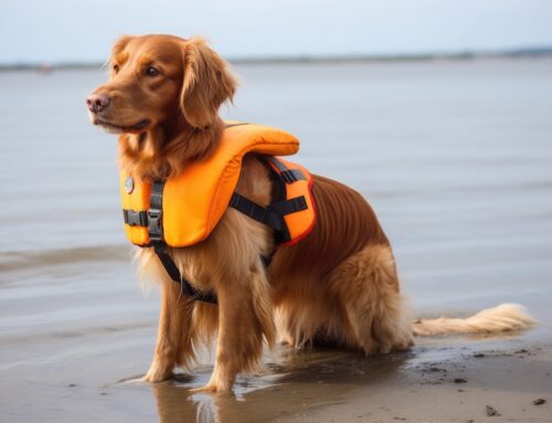Beach Safety for Dogs: How to Safely Enjoy the Sand and Surf with Your Furry Friends
