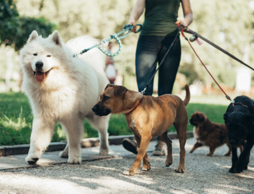 National Dog Walker Appreciation Day: How a Walk with Your Pup Can Brighten Your Day