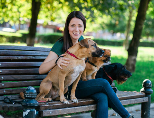How to Find the Perfect Pet Sitter (or Try Dog Boarding Instead!)
