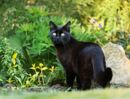 Why Black Cats Make the Best Pets