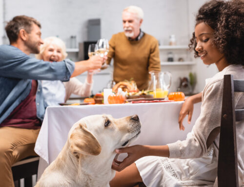 Turkey Day Treats: What Thanksgiving Foods are Safe for Pets?