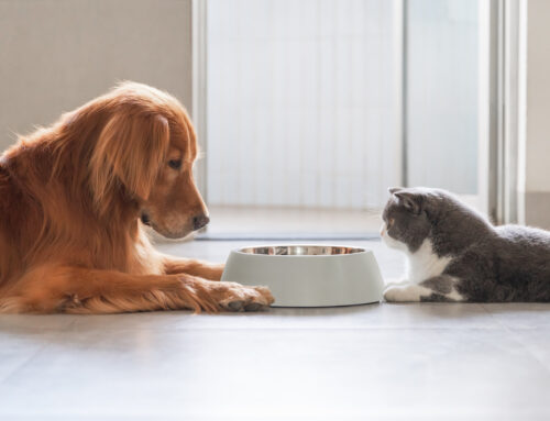 What are Your Pets Eating? Tips for Choosing Pet Food