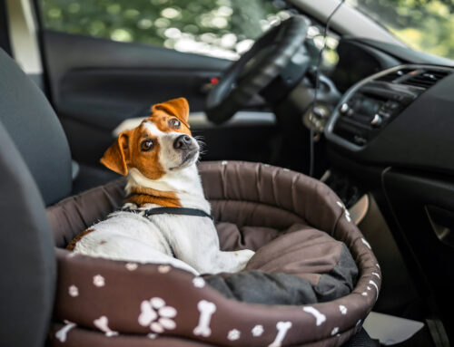 Traveling with Pets: A Guide to Stress-Free Adventures