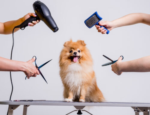 Our Best Grooming Tips for Pets