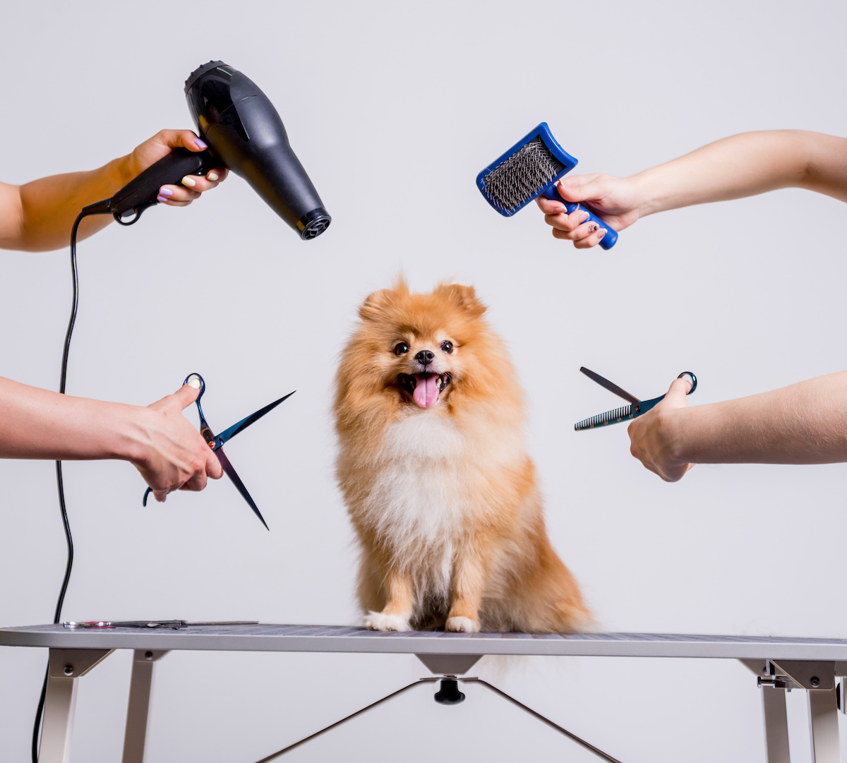 grooming tips for pets