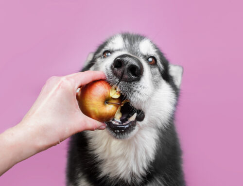 What Human Foods For Dogs Are Safe?