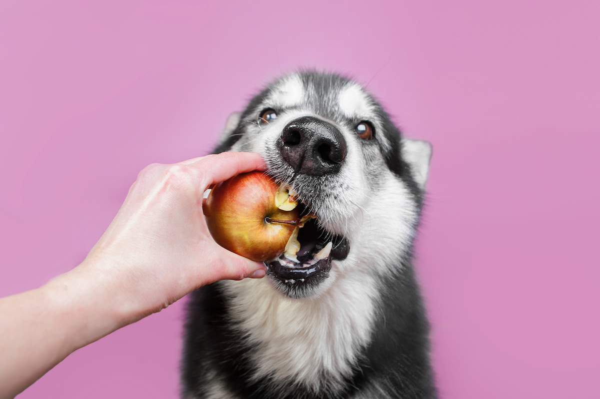 human foods for dogs