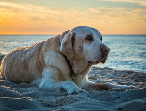 Senior Pet Care: Tips for Caring for Aging Pets