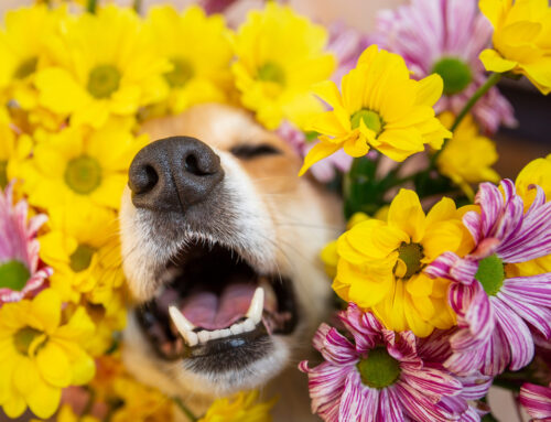 Does Your Pet Have Allergies?