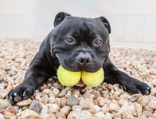 Why Do Dogs Love Tennis Balls? Your Guide to Dog Toys