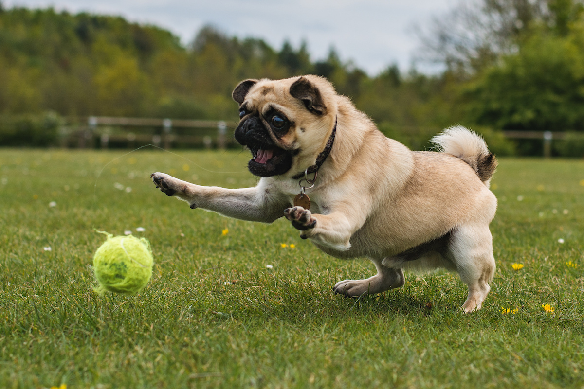 why do dogs love tennis balls