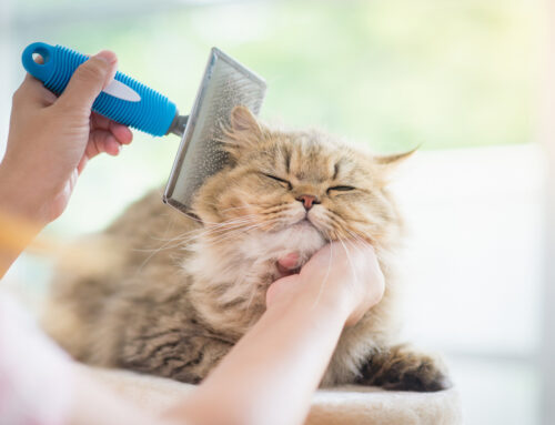 Keeping a Soft, Clean, and Healthy Coat for Pets