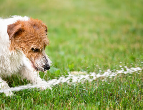 How to Keep Pets Cool in the Summer