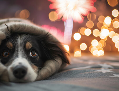 How to Keep Pets Calm During Fireworks