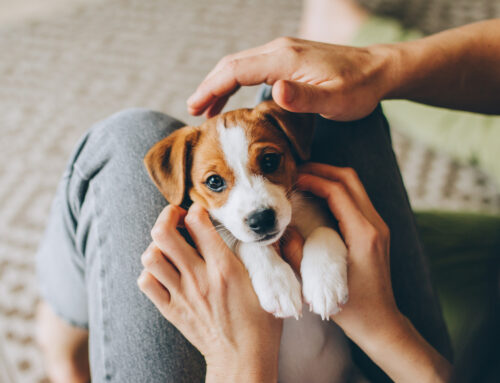 Tips for Puppy-Proofing Your Home
