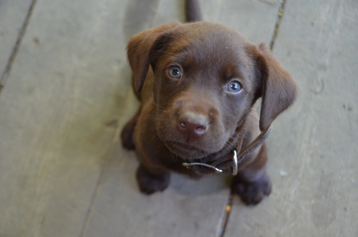 puppy-proofing