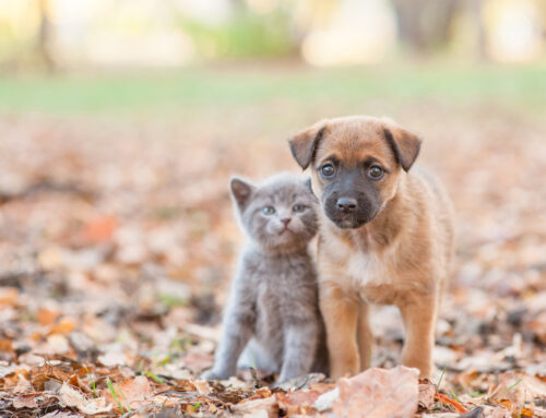 Training Tips for Puppies and Kittens