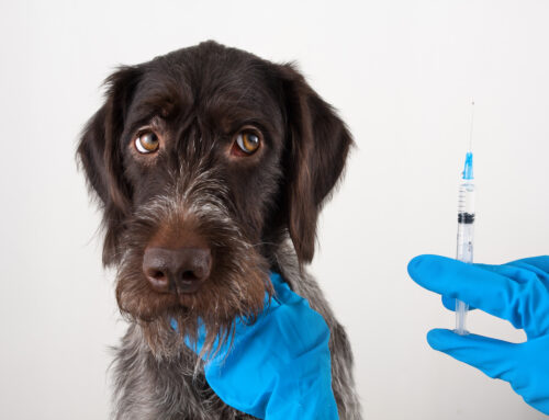 Pet Vaccination Schedules: What You Need to Know