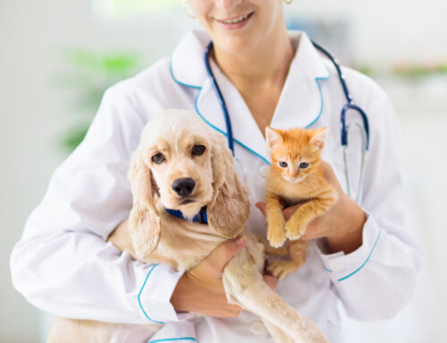 The Benefits of Regular Vet Check-Ups