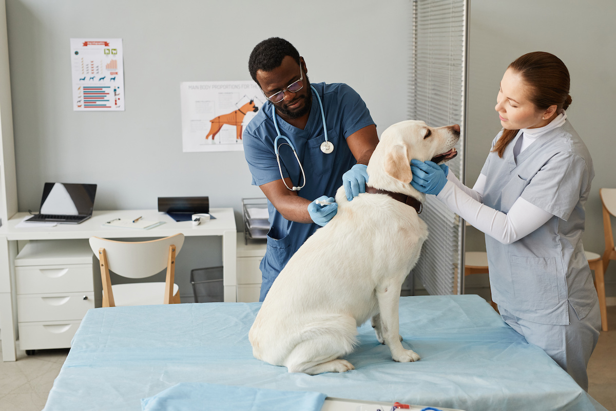 vet check-up