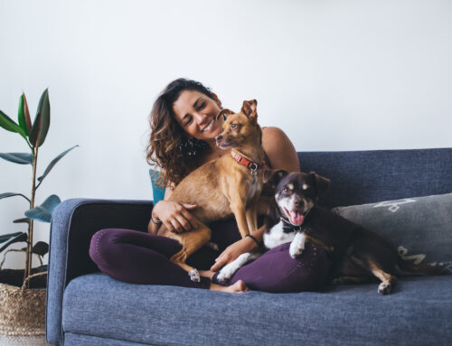 How to Keep a Safe and Pet-Friendly Home