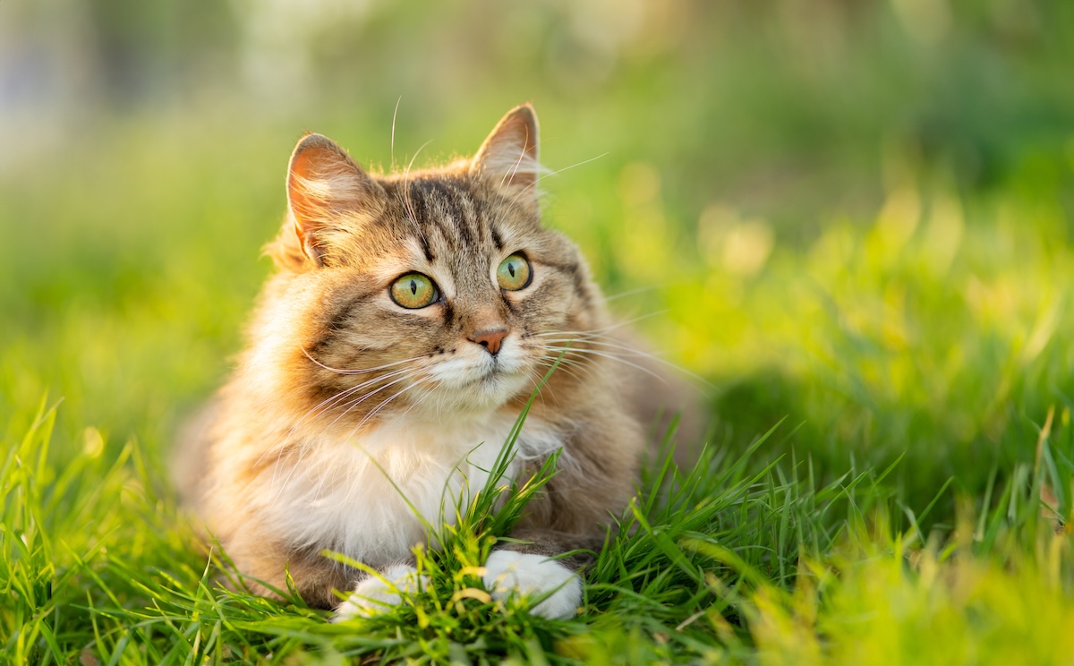 safety tips for pets