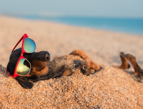 Safety Tips for Pets This Summer