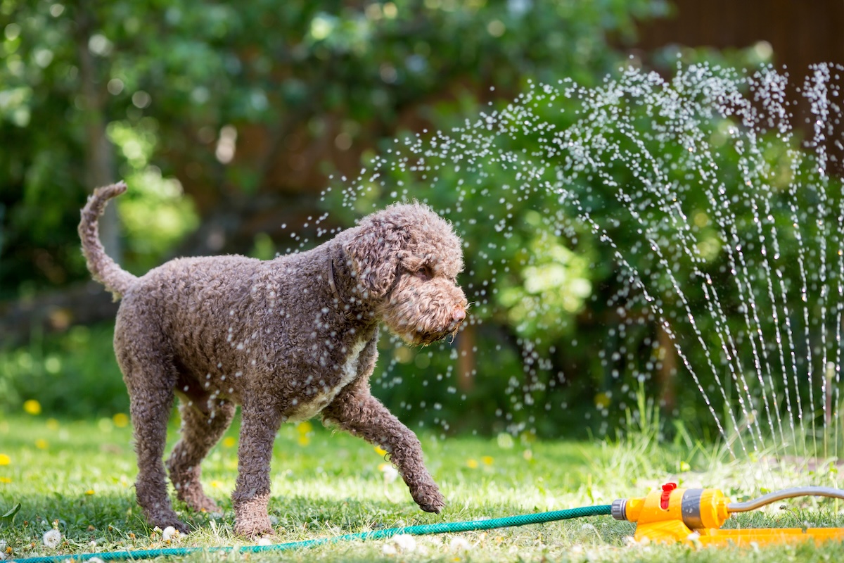 safety tips for pets