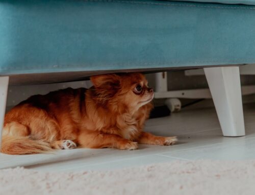 Keeping Pets Calm: Fireworks and Thunderstorms