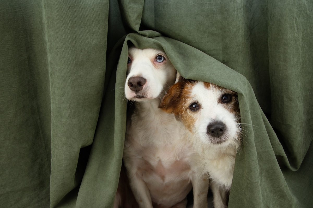 keeping pets calm