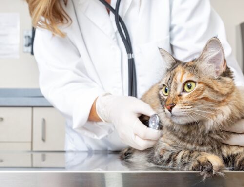 Pet Wellness Exams: Regular Checkups Matter