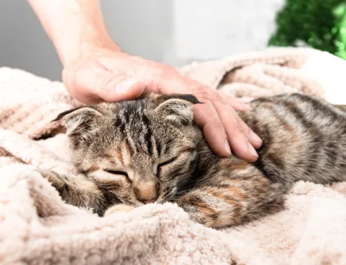 Signs Your Pet Is Sick: When to Visit the Vet